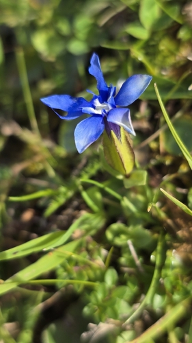 Gentiana verna, photograph 3