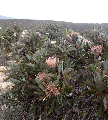 Protea lorifolia, photograph 1
