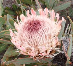 Protea lorifolia