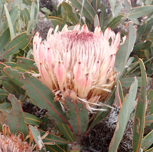 Protea lorifolia, photograph 2