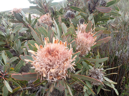 Protea lorifolia, photograph 3