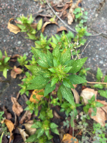 Common Three-seeded Mercury