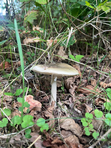 Deathcap