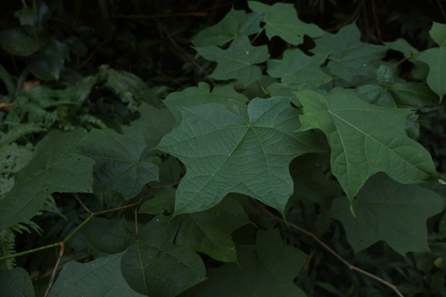 Alangium chinense observed 2026-09-19
