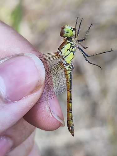 Common Darter
