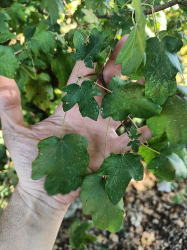 field maple
