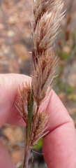 Thamnochortus rigidus, photograph (c) Nicola van Berkel, some rights reserved (CC BY-SA)