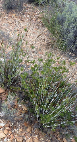 Thamnochortus rigidus, photograph 4