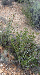 Thamnochortus rigidus, photograph (c) Nicola van Berkel, some rights reserved (CC BY-SA)