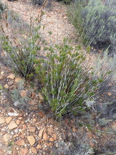 Thamnochortus rigidus, photograph 3