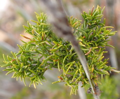 Thamnochortus rigidus