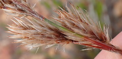 Thamnochortus rigidus, photograph (c) Nicola van Berkel, some rights reserved (CC BY-SA)