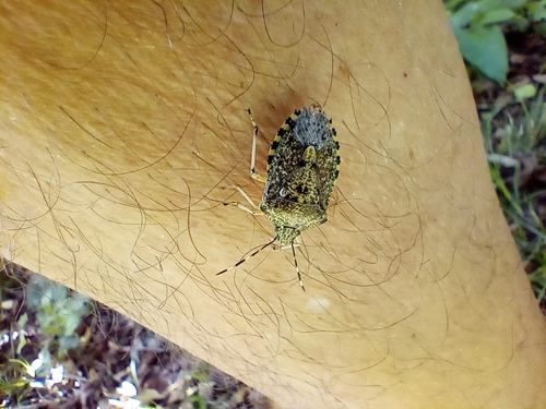 Mottled Stink Bug