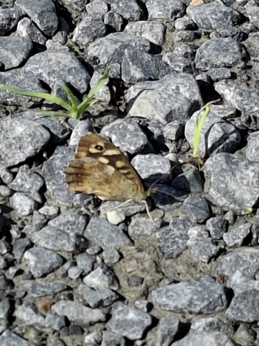 Speckled Wood