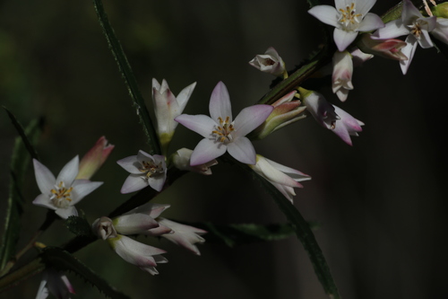 Crowea angustifolia