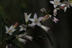 Crowea angustifolia
