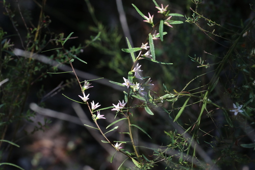 Crowea angustifolia, photograph 1