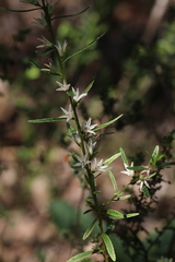 Crowea angustifolia, photograph (c) Hugo Innes, some rights reserved (CC BY)