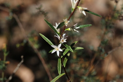 Crowea angustifolia, photograph (c) Hugo Innes, some rights reserved (CC BY)