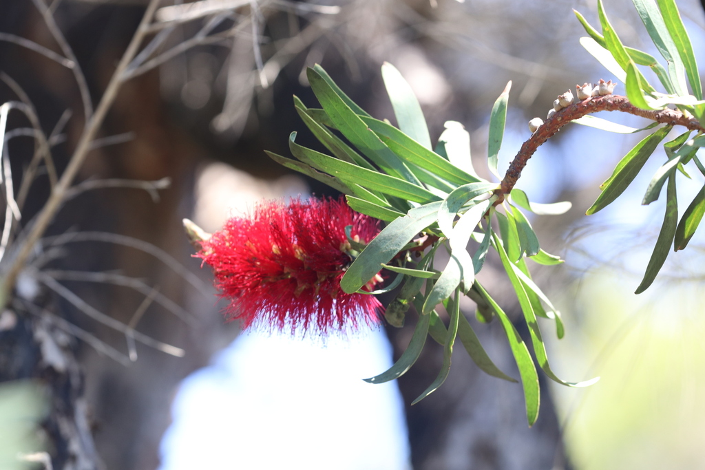 Melaleuca glauca; photograph (c) Hugo Innes, some rights reserved (CC BY)