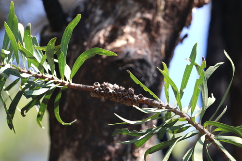 Melaleuca glauca, photograph 1