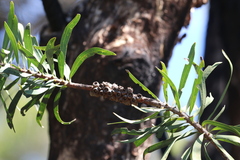 (c) Hugo Innes, some rights reserved (CC BY) Melaleuca glauca, photograph (c) Hugo Innes, some rights reserved (CC BY)