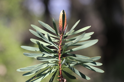 Melaleuca glauca, photograph 2