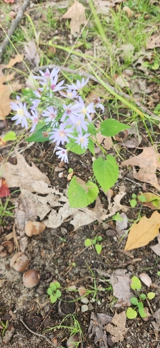 Common Blue Wood Aster
