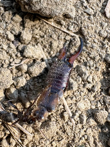 European Earwig