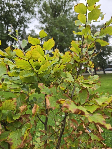 European beech