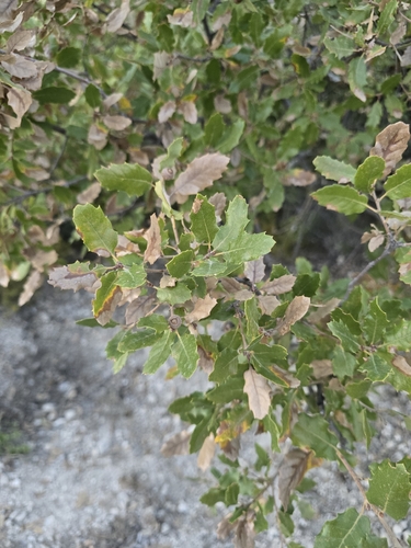 Quercus faginea