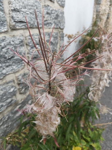 fireweed