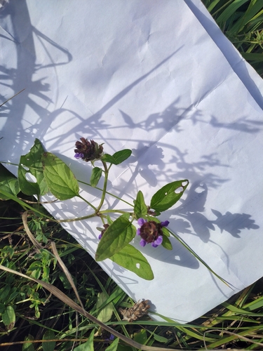 common selfheal