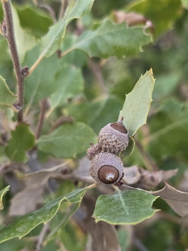Quercus faginea, photograph 4