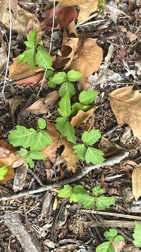 eastern poison ivy