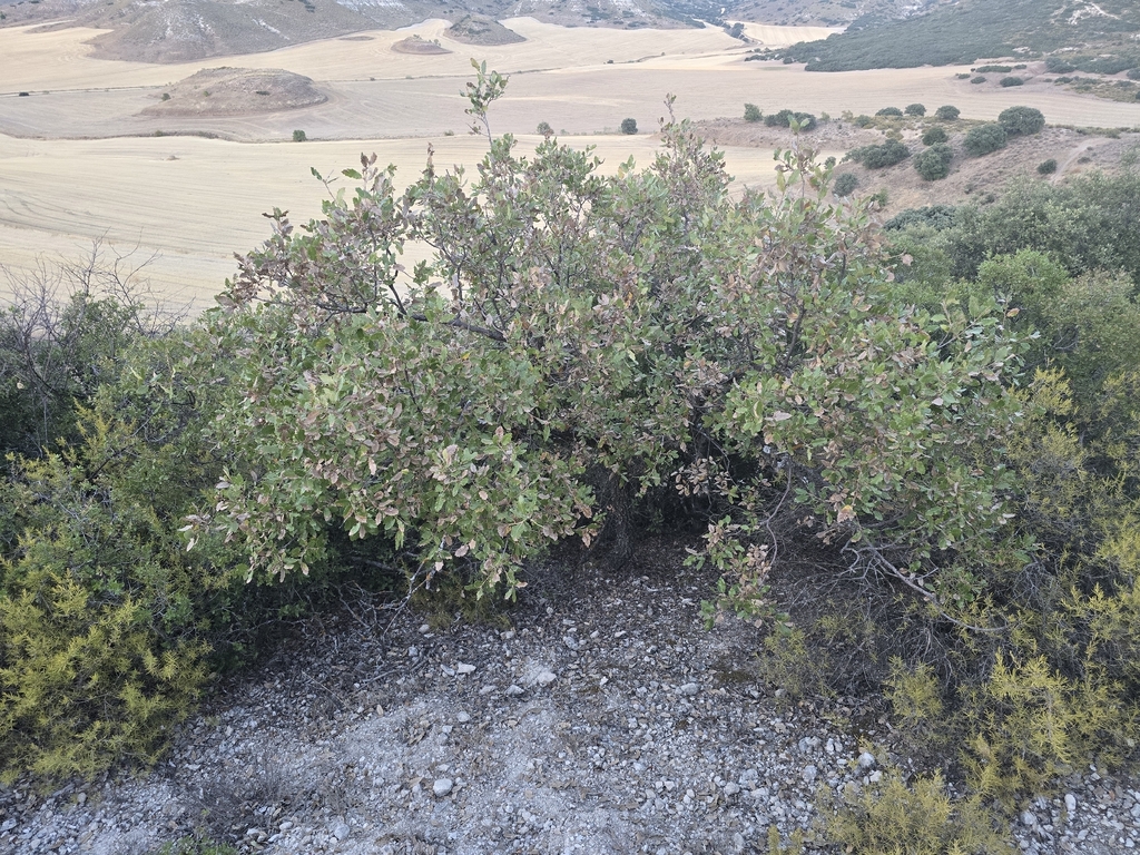 Quercus faginea; photograph (c) Gonzalo Ganda Álvarez, some rights reserved (CC BY)