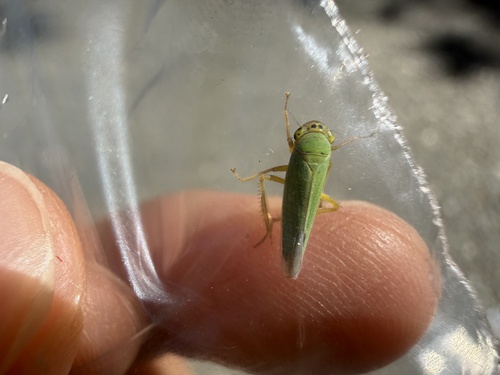 Green Leafhopper
