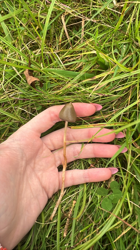 Liberty Cap