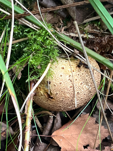 common earthball