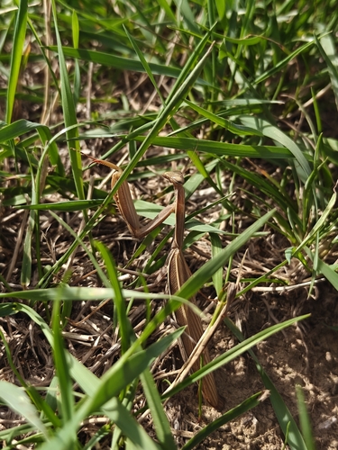 European Mantis