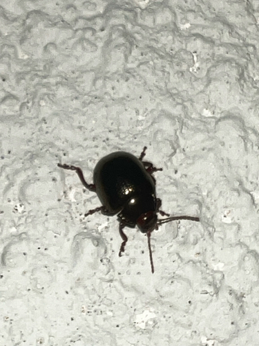 Bronze Beetle