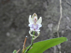 Aspasia epidendroides