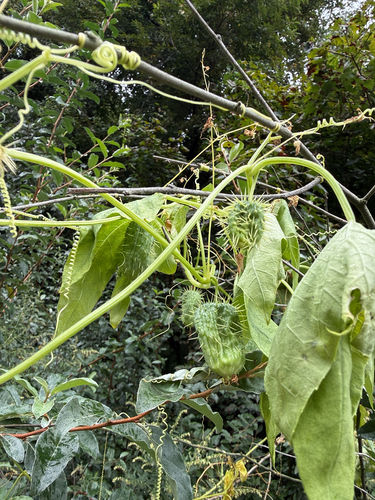 prickly cucumber