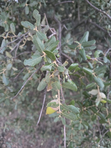 Quercus rotundifolia
