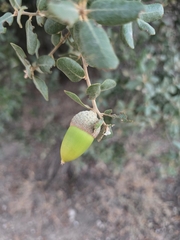 Quercus rotundifolia, photograph (c) Gonzalo Ganda Álvarez, some rights reserved (CC BY)