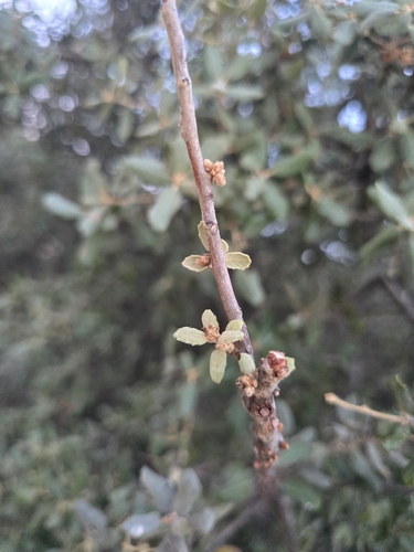 Quercus rotundifolia, photograph 3