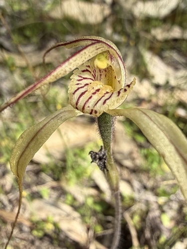 Tenterden yellow spider orchid