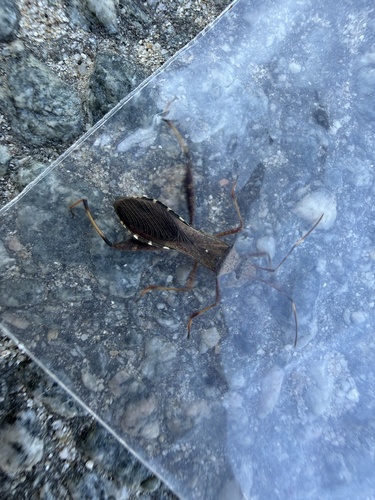 Riptortus pedestris