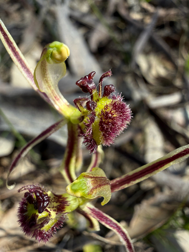 Dragon Orchid
