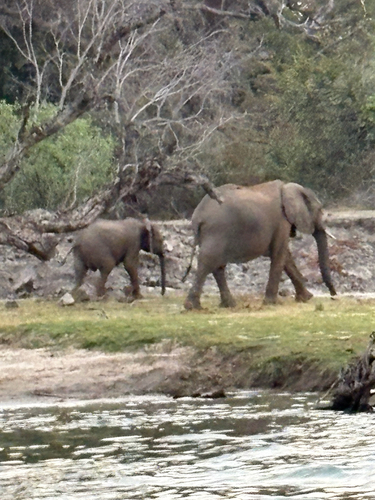 African Savanna Elephant